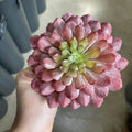 Supreme Lotus Succulent Pick Red-Green 6" - Uncategorized Silk