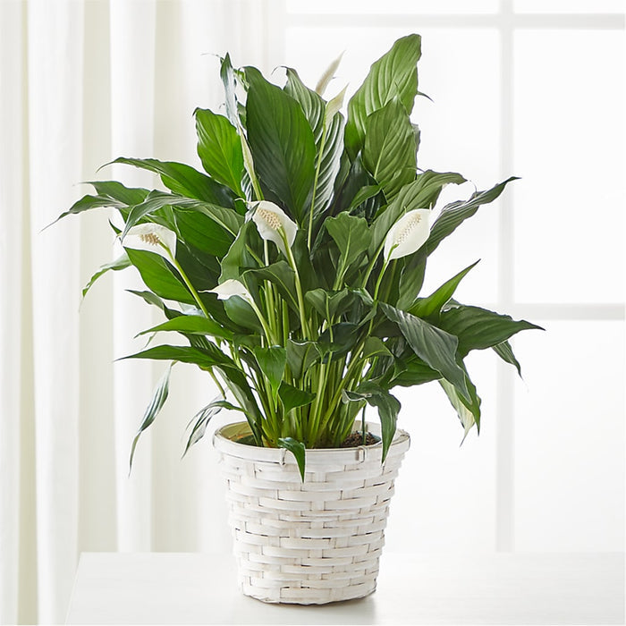 A New Leaf Peace Lily – PANDA FLOWERS CANADA INC, Calgary AB