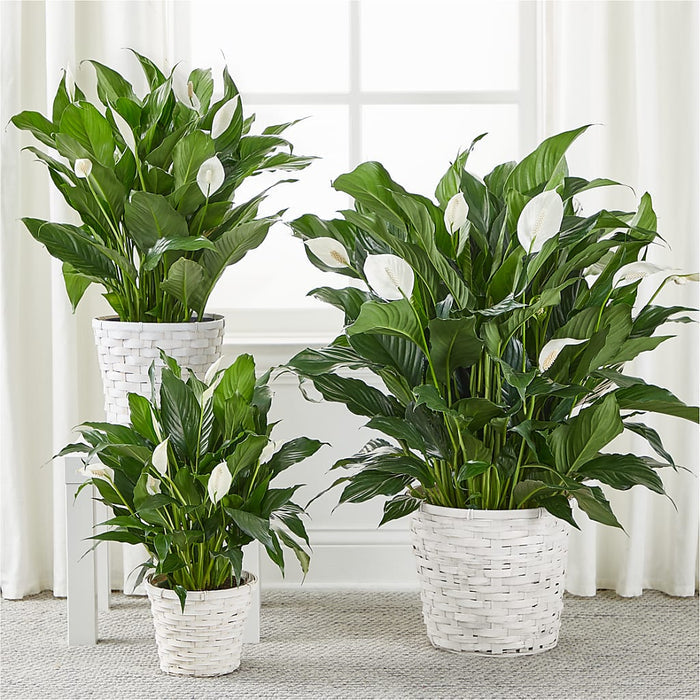 A New Leaf Peace Lily – PANDA FLOWERS CANADA INC, Calgary AB