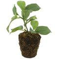 Allstate Apple Leaf Plant with Soil Base Green 6" - Artificial Non-Flowering Plants Silk
