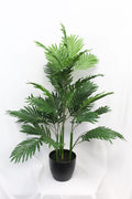 Areca Palm 3'