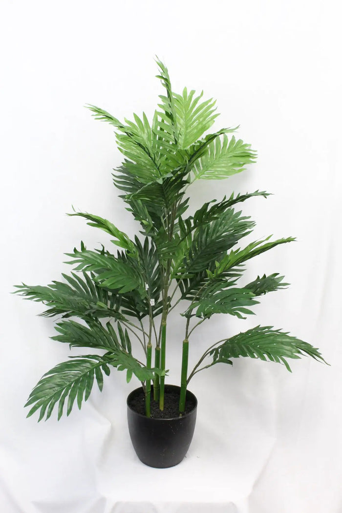 Areca Palm 3'