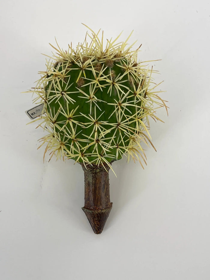 Supreme Cactus Pick 8.5" - Uncategorized Silk