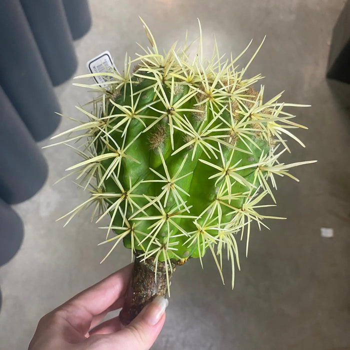 Supreme Cactus Pick 8.5" - Uncategorized Silk