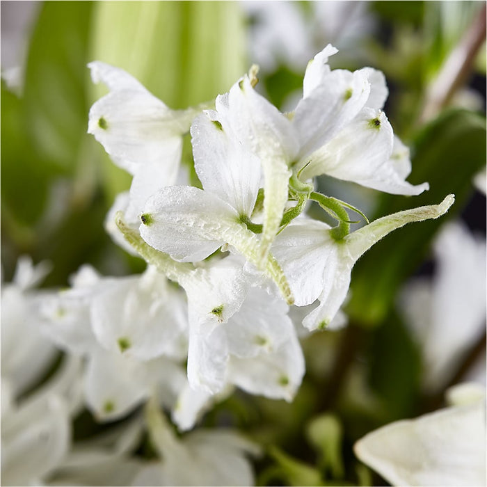 Classic Ivory – A Florist Original – PANDA FLOWERS CANADA INC, Calgary AB