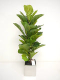 Fiddle Leaf in Silver Pot 26"