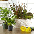 Florist Designed Blooming and Green Plants in a Basket – PANDA FLOWERS CANADA INC, Calgary AB