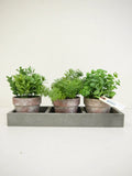 Mix Greenery in Pot/Tray 7"