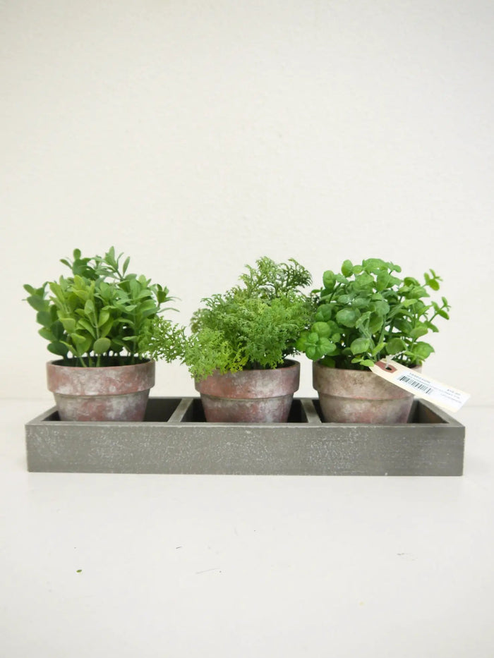 Mix Greenery in Pot/Tray 7"