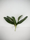 Phalaenopsis Leaves Green 12"