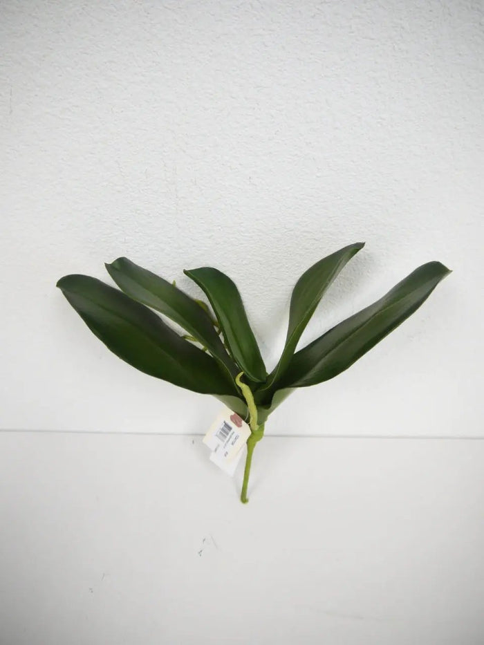 Phalaenopsis Leaves Green 12"
