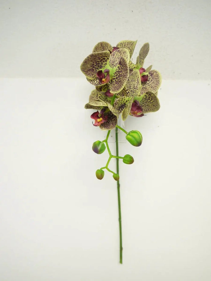 Supreme Phalaenopsis Stem Green-Burgundy 28" - Uncategorized Silk