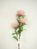 Protea Spray Pink 33"