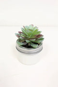 Succulent in Pot 3.5" x 4"