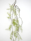 Water Grass Vine 54"