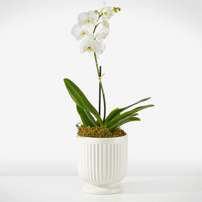 Whispering White Orchid – PANDA FLOWERS CANADA INC, Calgary AB